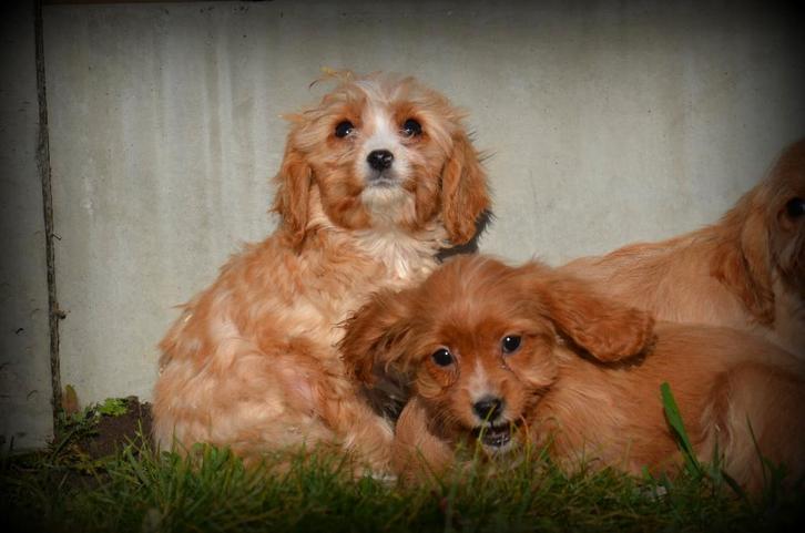 Cavapoo pups, Dieren en Toebehoren, Honden | Niet-rashonden, Meerdere dieren, Fokker | Professioneel, Meerdere, België, 8 tot 15 weken