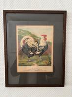 Antieke litho kip Cassell's Poultry Book houten lijst + glas, Antiek en Kunst, Ophalen of Verzenden