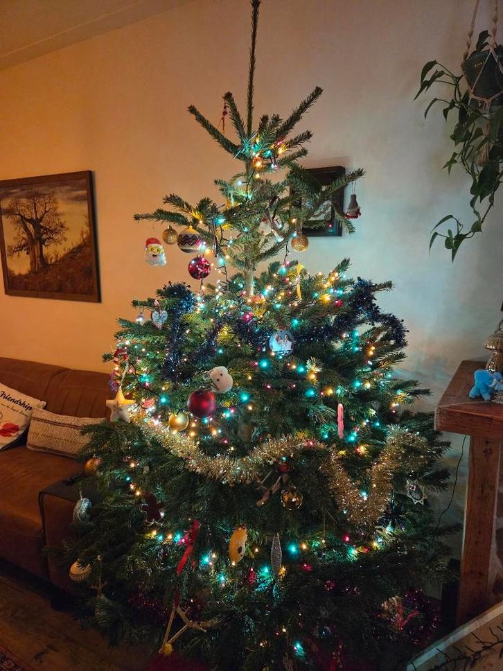 Gratis Kerstboom, Diversen, Kerst, Zo goed als nieuw, Ophalen