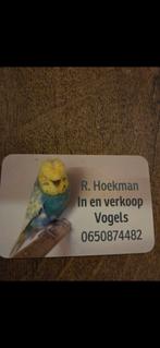 Gezocht diverse vogels zaterdag scheemda, Dieren en Toebehoren, Meerdere dieren