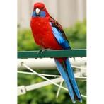 Gezocht een overjarige pennant man, Mannelijk, Parkiet, Geringd