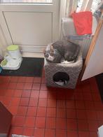 Nieuwe baas voor lucy., Dieren en Toebehoren, Katten en Kittens | Raskatten | Korthaar, Kater