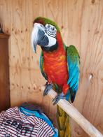 Harlekijn ara., Dieren en Toebehoren, Vogels | Parkieten en Papegaaien, Mannelijk, Papegaai, Pratend