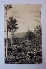 vintage postcard Tea Picking In The Ceylon Highlands, Verzamelen, Ophalen of Verzenden, 1920 tot 1940, Ongelopen, Buiten Europa