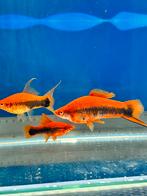 Zwaarddrager Lira Tuxedo (Xiphophorus hellerii) – volwassen, Vis