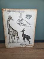 Ouderwetse schoolplaat dieren deco industrieel kinderkamer, Ophalen