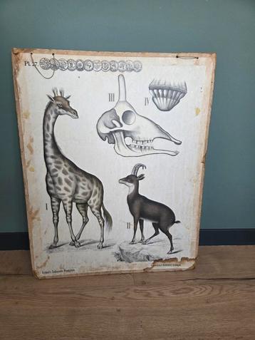 Ouderwetse schoolplaat dieren deco industrieel kinderkamer beschikbaar voor biedingen