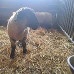 Suffolk stamboek dekram..top exterieur, Dieren en Toebehoren, Schapen, Geiten en Varkens, Mannelijk, Schaap, 0 tot 2 jaar