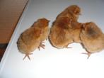 t.k.Orpington kuikens groot goud zwart, Dieren en Toebehoren, Pluimvee, Geslacht onbekend, Kip