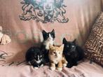 Prachtige kittens te koop!!, Dieren en Toebehoren, Katten en Kittens | Overige Katten, Meerdere dieren