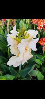 Onbespoten Canna's Cannaceae op Bio wijze geteeld, Ophalen, Zomer, Overige soorten, Volle zon