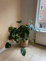 Monstera with woven pot, Huis en Inrichting, Kamerplanten, Ophalen, 100 tot 150 cm, Overige soorten, Halfschaduw