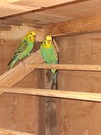 Grasparkiet split blackwing, Vrouwelijk, Parkiet, Geringd