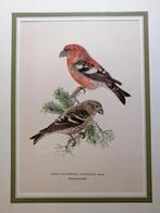 Vogelprent  Litho Witbandkruisbek, Ophalen of Verzenden