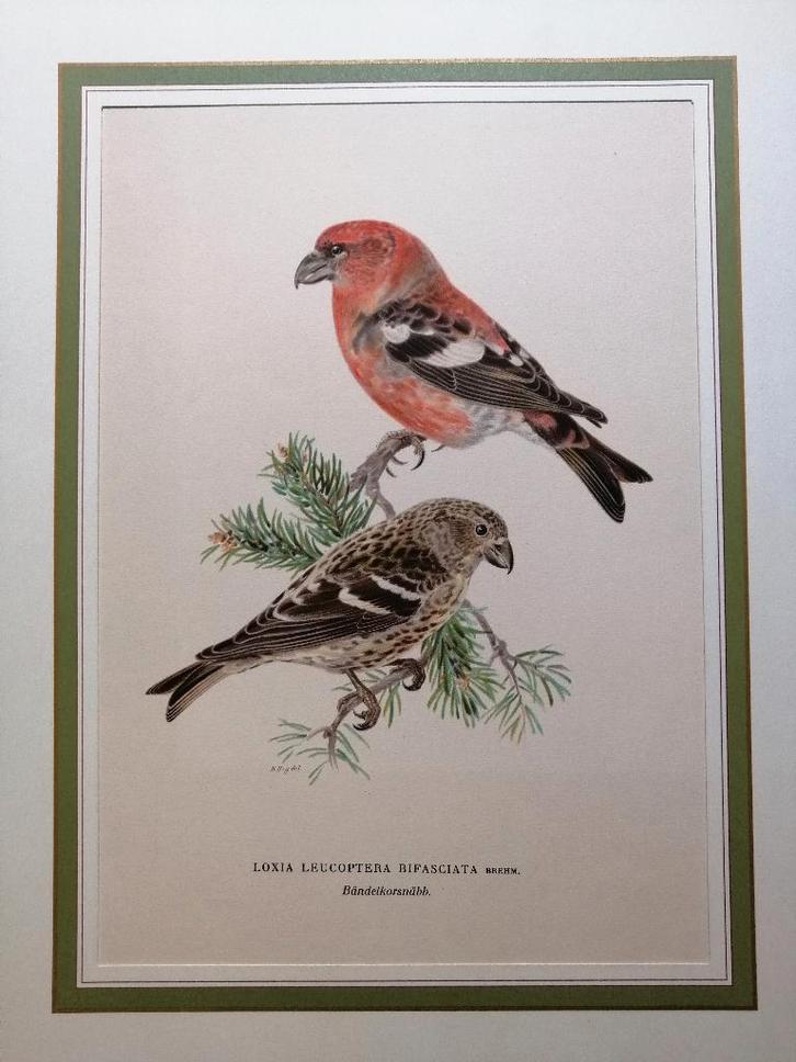 Vogelprent  Litho Witbandkruisbek, Antiek en Kunst, Kunst | Etsen en Gravures, Ophalen of Verzenden
