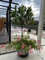 Laurierboompje 1,2m - Zeer Gezond!, Tuin en Terras, Planten | Tuinplanten, Volle zon, Vaste plant, Bloeit niet, Ophalen