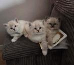 Ragdoll kittens, Dieren en Toebehoren, Meerdere dieren, Gechipt, 0 tot 2 jaar