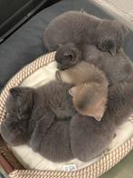 British Shorthair kittens te koop, Dieren en Toebehoren, Meerdere dieren, 0 tot 2 jaar