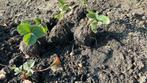 Mooie aardbeienplantjes voor grote zoete aardbeien, Ophalen