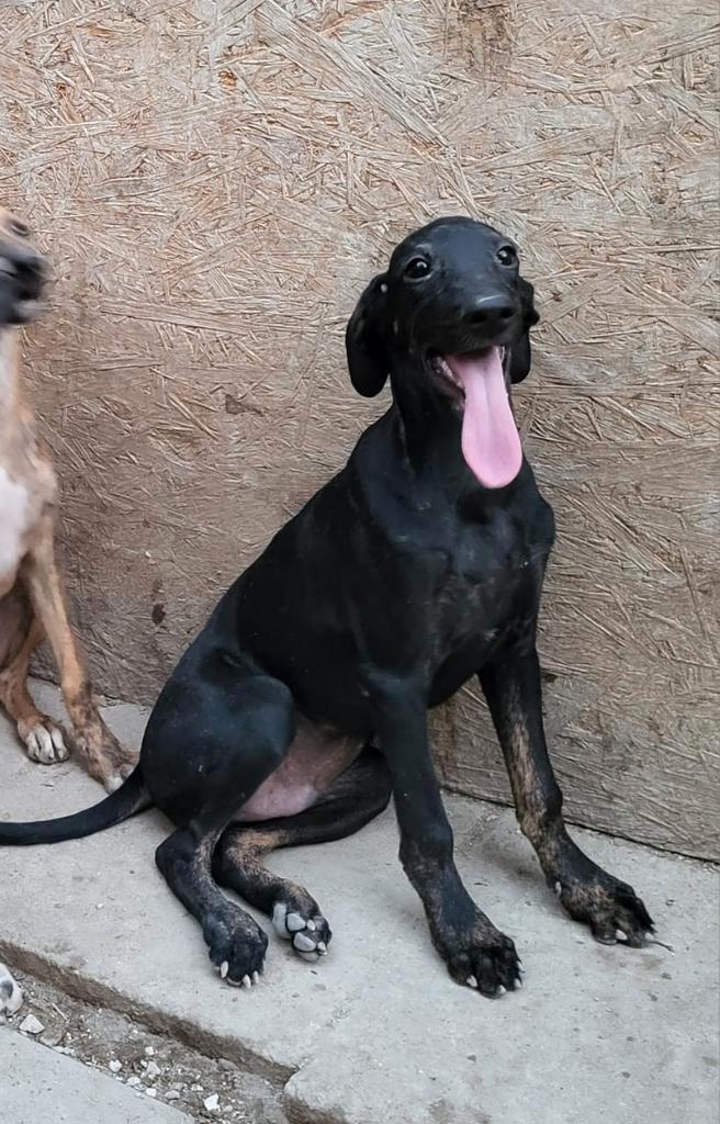 Magnus wil graag naar huis, Dieren en Toebehoren, Honden | Niet-rashonden, Middel, Reu, Particulier, Eén hond, Buitenland, 15 weken tot 1 jaar