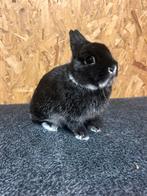 Rasechte Kleurdwerg Zilvervos Zwart (dwergkonijn), Dieren en Toebehoren, Mannelijk, Dwerg, 0 tot 2 jaar