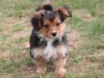 Vrolijke Morkie pups., Dieren en Toebehoren, Honden | Chihuahua's en Gezelschapshonden, Nederland, 8 tot 15 weken, CDV (hondenziekte)