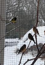 3 stuks zwartkop sijs man, bastaard zwartkopsijs x kanarie., Dieren en Toebehoren, Mannelijk, Wildzangvogel