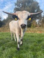 3 longhorn stieren, Dieren en Toebehoren, Mannelijk, 0 tot 2 jaar