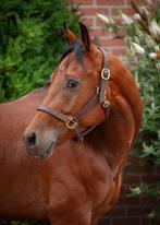 Quarter horse x Paint horse te koop, Dieren en Toebehoren, Paarden, Gechipt, Ruin, Zadelmak, 3 tot 6 jaar