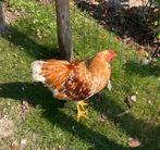 Wyandotte haan geboren feb’25, Dieren en Toebehoren, Pluimvee, Mannelijk, Kip