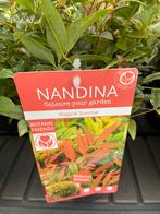 Nandina (Magical Sunrise, Lemon&Lime & Twilight) 4 voor €10, Tuin en Terras, Planten | Tuinplanten, Vaste plant, Bloeit niet, Halfschaduw