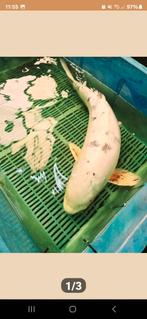 Jumbo Koi Doitsu., Dieren en Toebehoren, Vissen | Vijvervissen, Karper of Koi