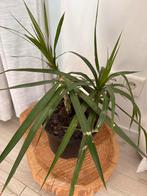 Dracaena Marginata, Huis en Inrichting, Kamerplanten, Ophalen, Overige soorten, Halfschaduw, In pot