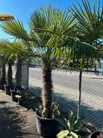 Trachycarpus fortunei palmen, Tuin en Terras, Ophalen