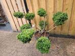 Ilex crenata vormsnoei, Ophalen, Overige soorten, Halfschaduw