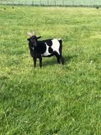Mooie zwart koebonte dwerggeiten dekbok., Dieren en Toebehoren, Schapen, Geiten en Varkens, Mannelijk, Geit