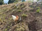 Jonge hennen, leghorn kriel diverse kleurslagen, Dieren en Toebehoren, Pluimvee, Meerdere dieren, Kip