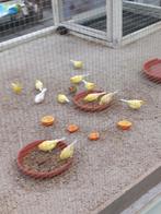 Kanaries waterslagers, Dieren en Toebehoren, Vogels | Kanaries, Meerdere dieren, Zangkanarie