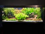 HighLine optiwhite 600 aquarium, Dieren en Toebehoren, Vissen | Aquaria en Toebehoren, Ophalen, Gebruikt, Gevuld zoetwateraquarium