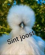 Per 17 jan usa zijdehoen hennen 🐣🐥kuikens zijdehoenders, Vrouwelijk, Kip