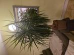 Dracaena marginata, 100 tot 150 cm, Palm, In pot, Halfschaduw
