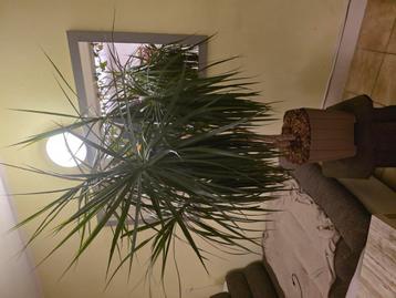 Dracaena marginata beschikbaar voor biedingen