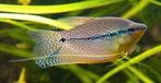 Diamant Gourami - mooie vissen voor het tropisch aquarium, Vis, Zoetwatervis