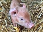 10 zuivere tamworth varkens biggen. 4 geltjes, 6 borgjes., Dieren en Toebehoren, Meerdere dieren, Varken, 0 tot 2 jaar