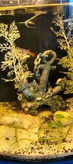Guppen mannen rode staart vrouwen groenen staart . ., Dieren en Toebehoren, Vissen | Aquariumvissen, Vis, Zoetwatervis, Schoolvis