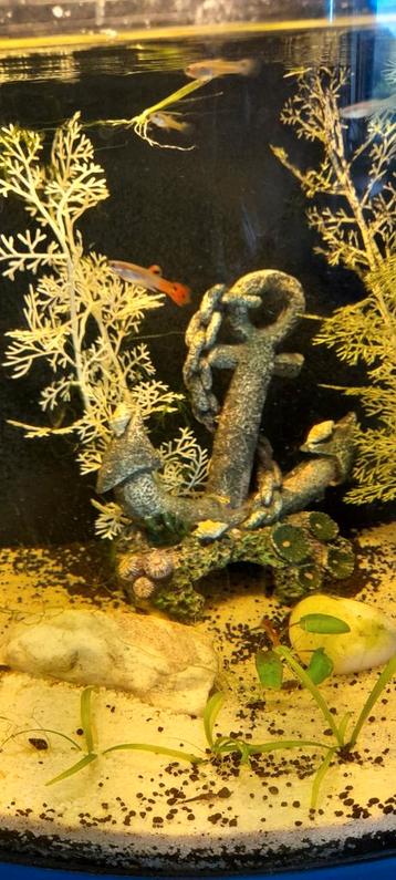 Guppen mannen rode staart vrouwen groenen staart . . beschikbaar voor biedingen