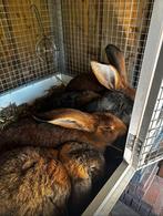 Franse hangoor en vlaamse reuzen koppel, Dieren en Toebehoren, Konijnen, Meerdere dieren, Groot, Hangoor