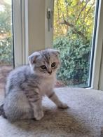 Britse korthaar te koop kittens, Meerdere dieren