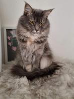 Prachtige Maine coon poes en Britse korthaar poes, Dieren en Toebehoren, Katten en Kittens | Raskatten | Langhaar, Gechipt, 3 tot 5 jaar