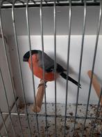 Goudvink man wildkleur split satinet, geel, overgoten, Mannelijk, Wildzangvogel